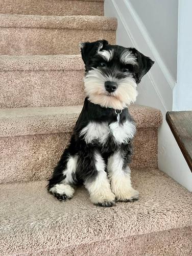 Female schnauzer fashion haircut